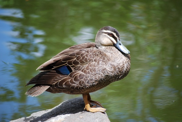 duck on a rock
