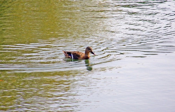 duck on pond 