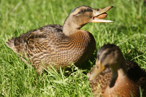 duck pets nature