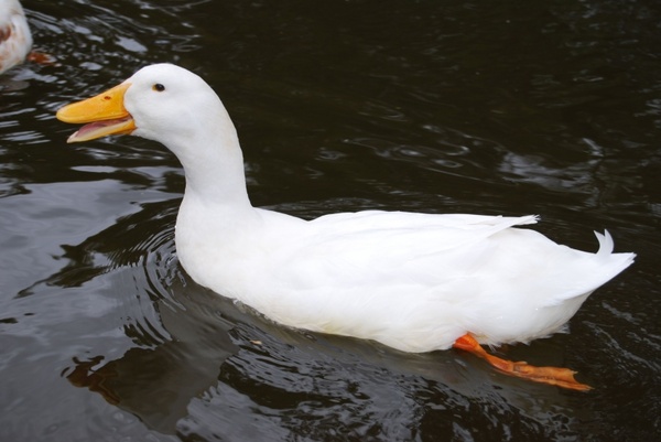 duck pond australian duck