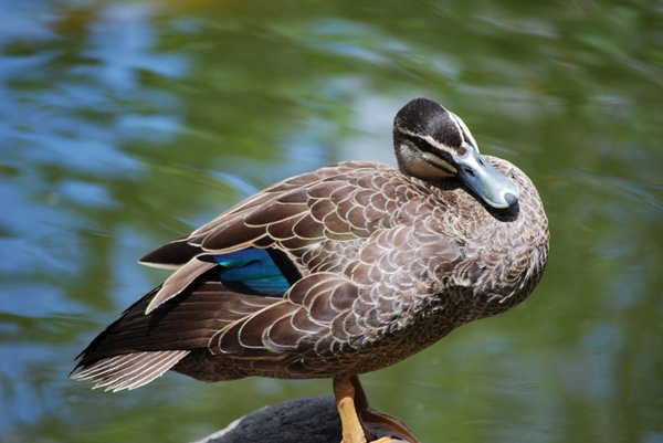 duck posing