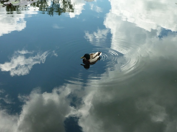 duck sky reflection
