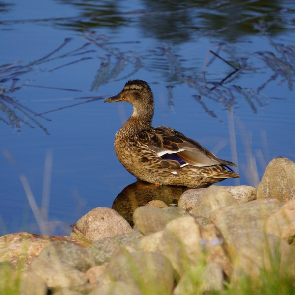 duck water bird brown bird
