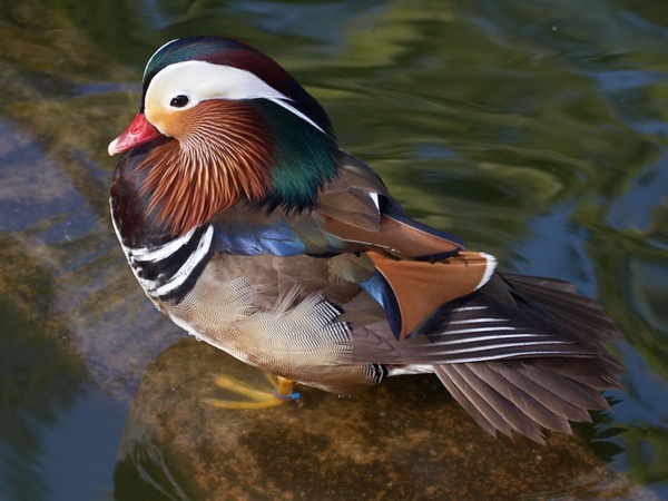 duck water bird colorful