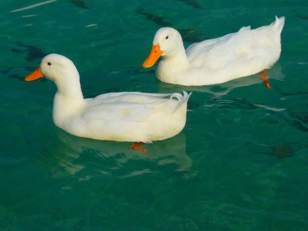 duck white duck ducks