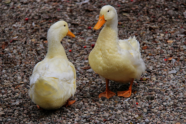ducks 