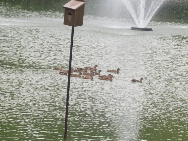ducks at the pond