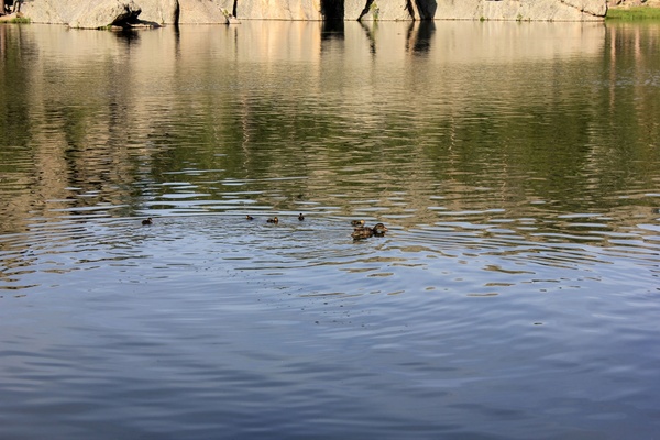 ducks in the lake in custer state park south dakota