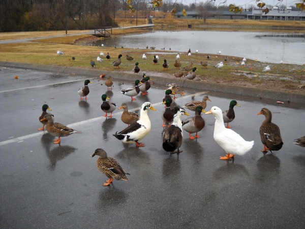ducks in the park