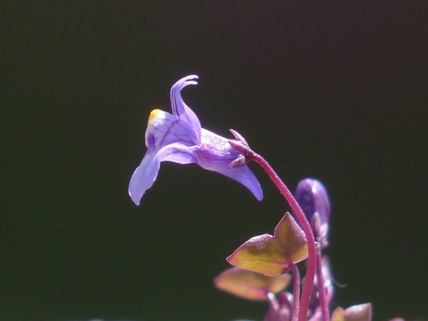 dulcimer herb flower blue