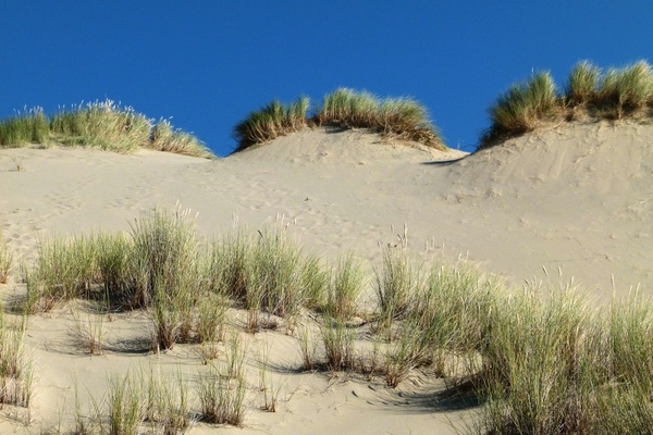 dunes national park oregon usa