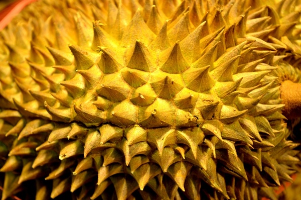 durian fruit 