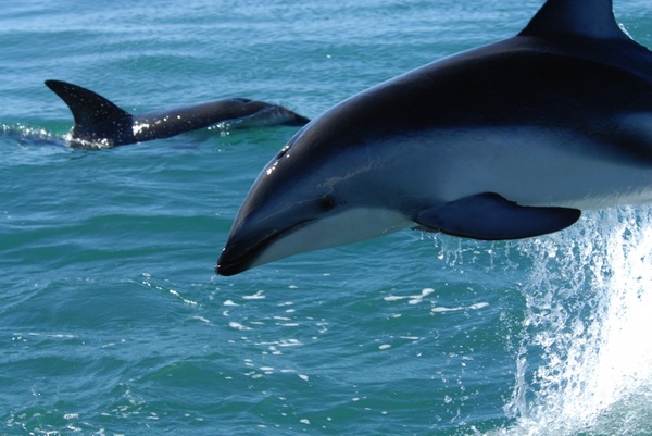 dusky dolphin dolphins sea