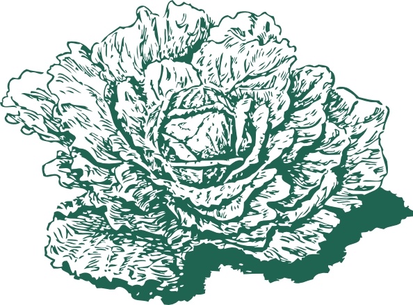 Dutch Cabbage clip art