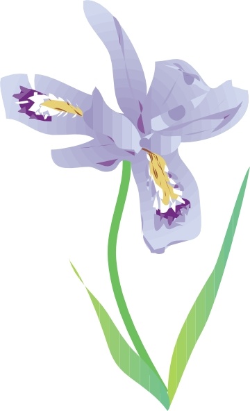 Dwarf Lake Iris clip art