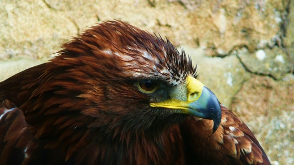 eagle bird animal