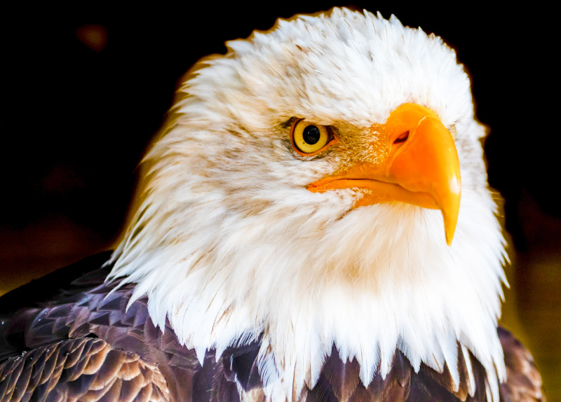 eagle picture contrast closeup face
