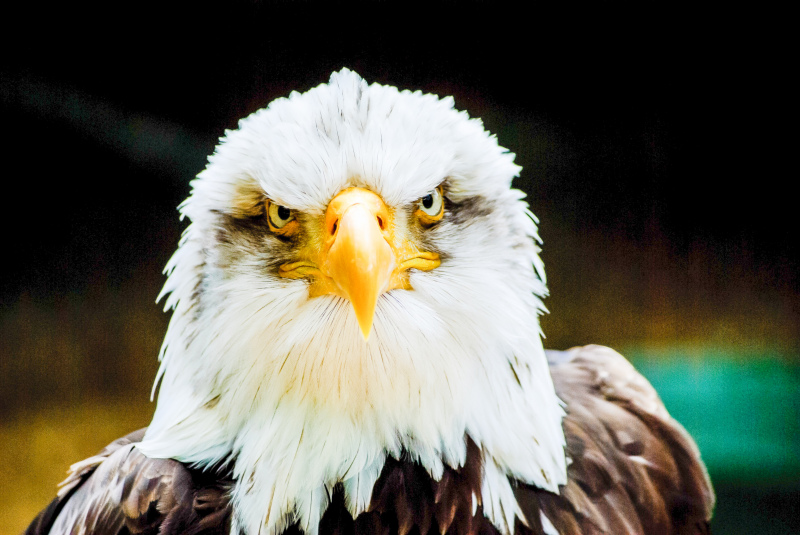 eagle picture contrast face closeup 