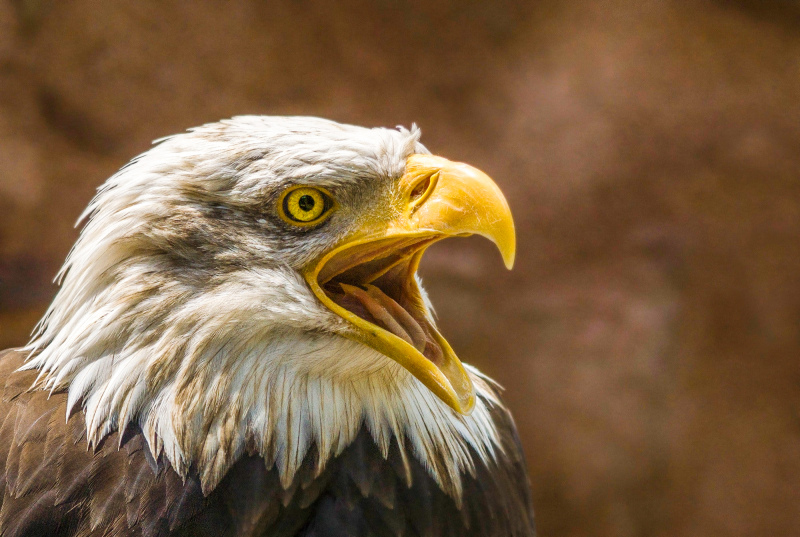 eagle picture dynamic closeup face