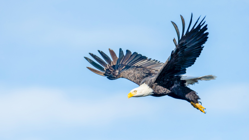 eagle picture dynamic flying scene 