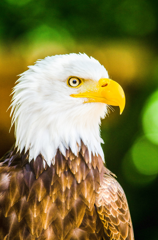 eagle picture elegant face closeup 