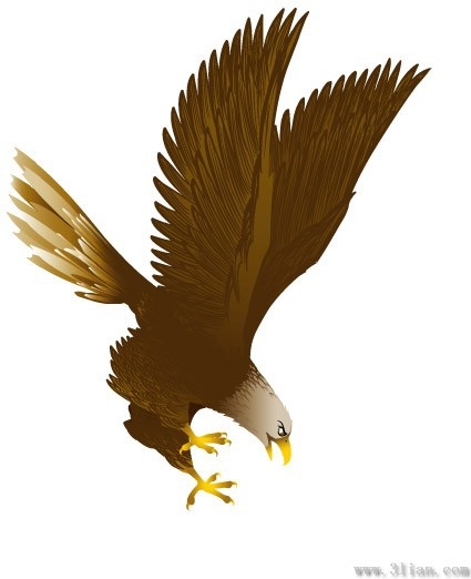 Eagle vector Free vector in Adobe Illustrator ai ( .ai ) vector ...