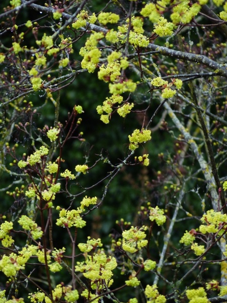 early bloomer maple flowers