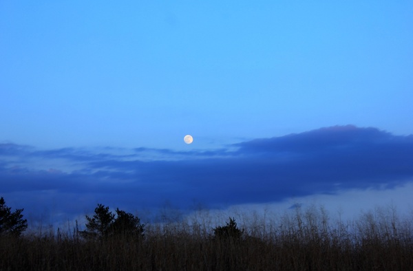 early night moon in the black river forest