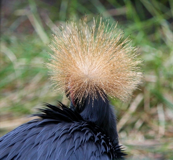 east african crowned crane bird feathers