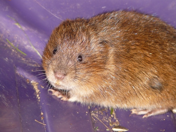 east water vole mouse face