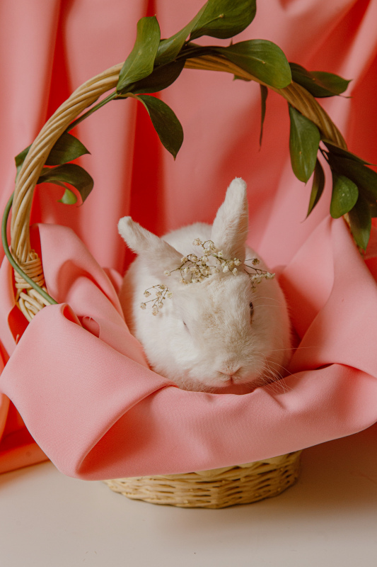 easter decorative rabbit picture cute elegant basket leaves