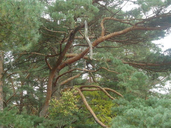 eastern pine 