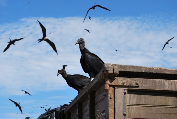 ecuador black vulture birds