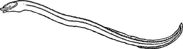 Eel clip art