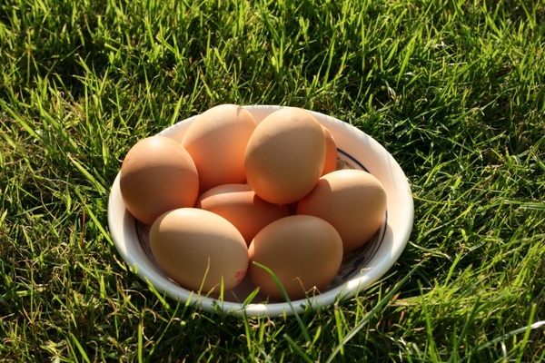 egg eggs food