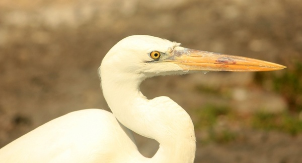 egret bird wildlife