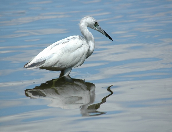 egret white bird