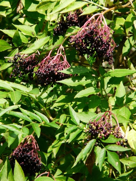 elder black elderberry sambucus nigra