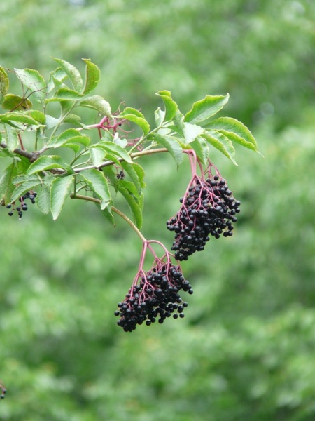elder black elderberry sambucus nigra