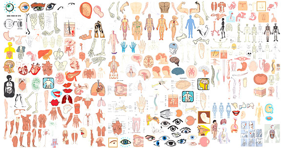 elements of structure of the human body organs vector