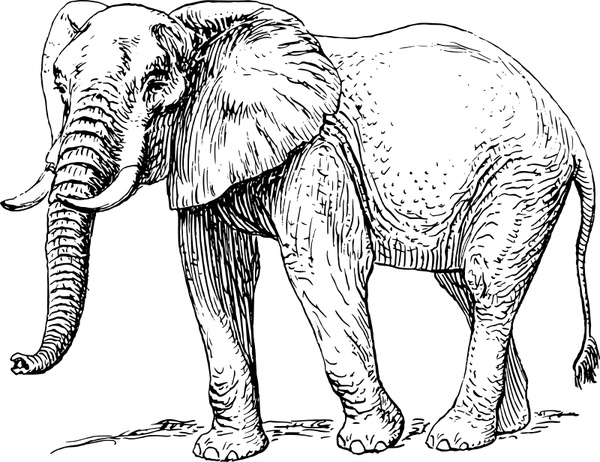 Download Elephant Free Vector In Open Office Drawing Svg Svg Vector Illustration Graphic Art Design Format Format For Free Download 534 45kb