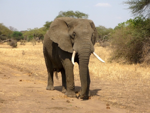 elephant african bush elephant savannah