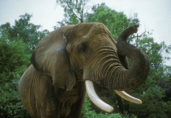 elephant african savannah animal