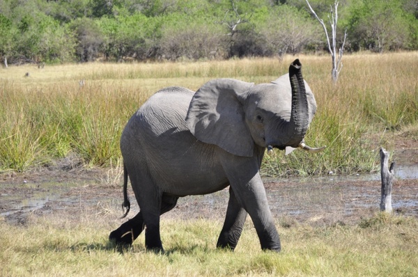 elephant animal africa