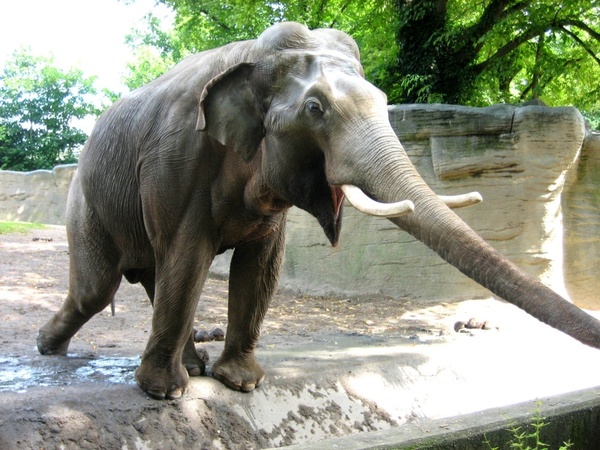elephant animal zoo