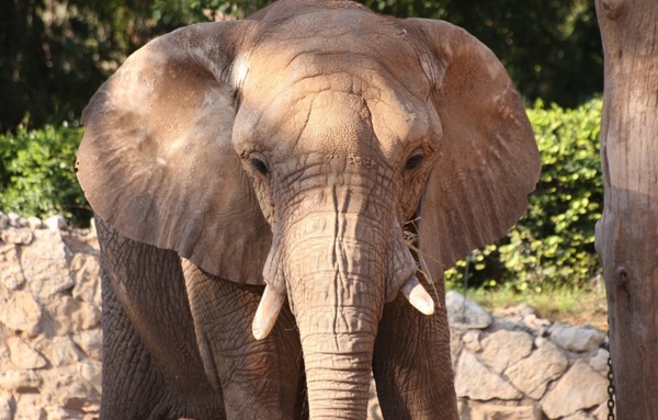 elephant face posing