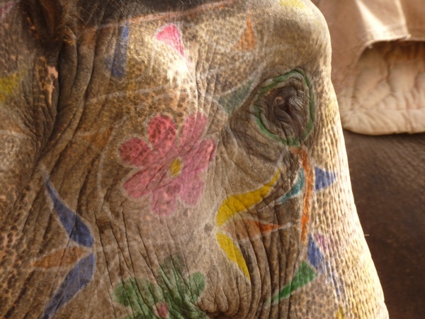 elephant painted head 