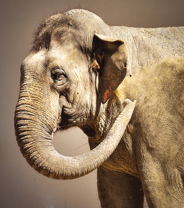 elephant picture contrast closeup
