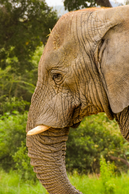 elephant picture elegant closeup