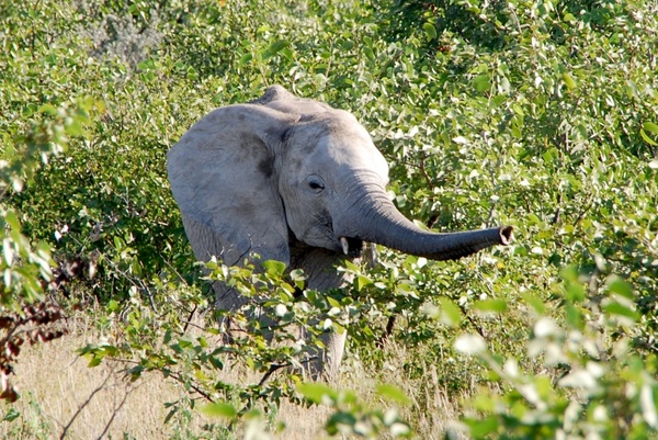 elephant proboscis young animal